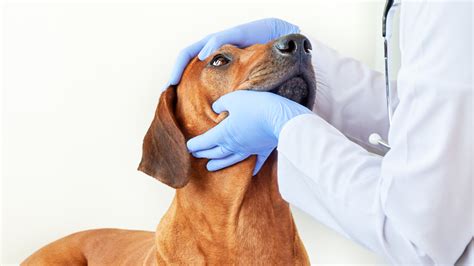 VetVisite: "Rund um die Augengesundheit – was Hundeaugen uns sagen ...