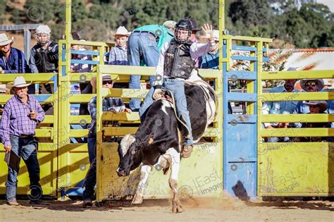 Ipswich Show Rodeo 2024, Ipswich Showgrounds, 17 May 2024 | AllEvents