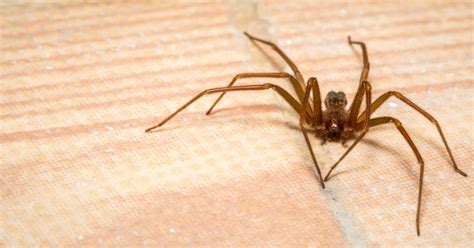 Brown Recluse Spider Look Alike