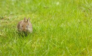 Image result for Mama and Baby Bunny