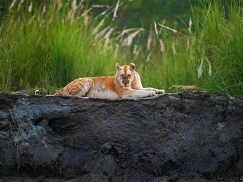 Golden Tiger In Kaziranga National Park