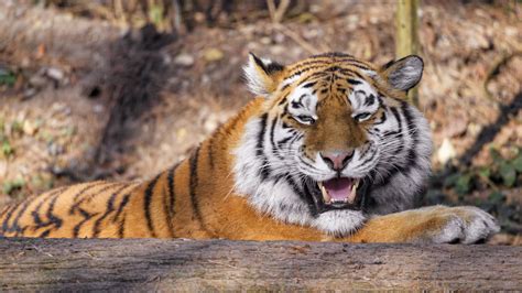 Download wallpaper 1920x1080 tiger, predator, animal, fangs, big cat ...