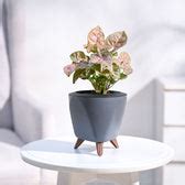 Buy Syngonium Pink Plant | Vibrant, Low-Maintenance, and Ready to ...