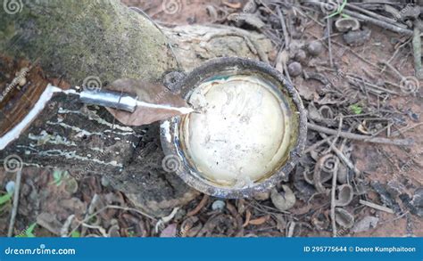 Image result for Rubber Tree Tapping