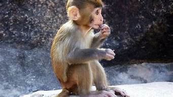 1992年属猴是多少岁(92年是多少岁,虚岁)-三五看命网