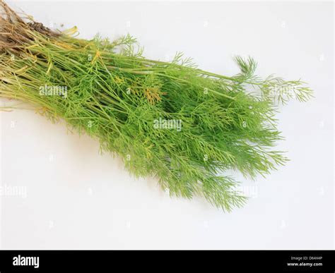 Fresh dill branches are displayed, emphasizing their use as a popular herb in cooking. Known for ...