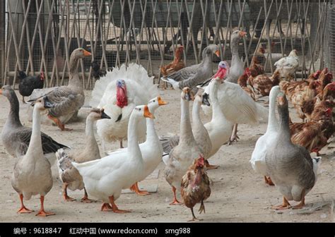 鸡鸭鹅养殖场高清图片下载_红动中国