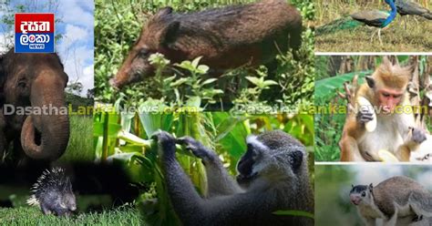 Image result for Public Main Java