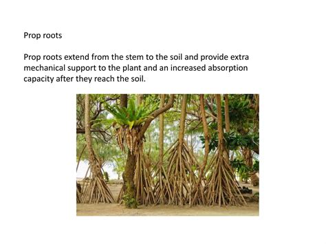 Image result for Root Modification Class 5