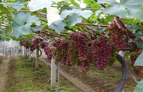 葡萄怎麼著色？施什麼肥料能提高產量改善葡萄口感品質 - 每日頭條
