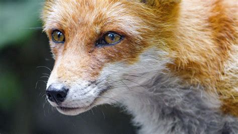 Wallpaper fox, glance, muzzle, predator hd, picture, image