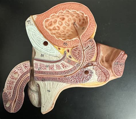 Image result for Male Reproduction Model