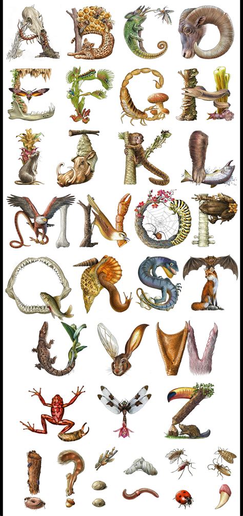 Animals Alphabet | Behance