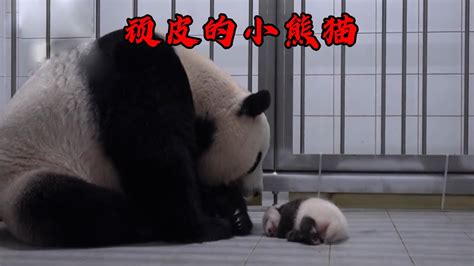 中国熊猫在国外到底有多受欢迎？