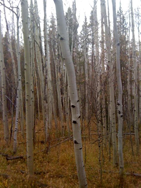 Image result for Bodywork Colorado 300 User Programs