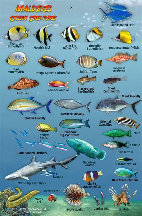 Fish Identification 的图像结果