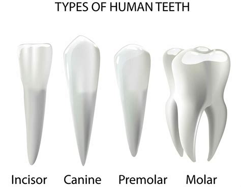 Types Human Teeth