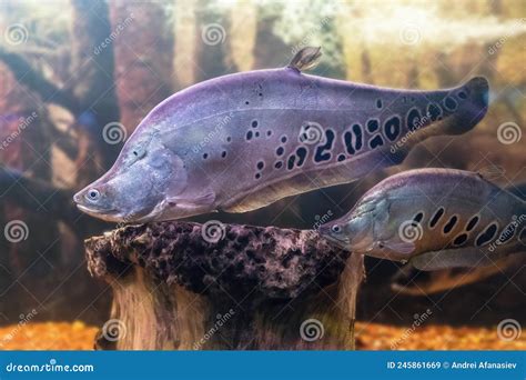 Clown Knife Fish Aquarium