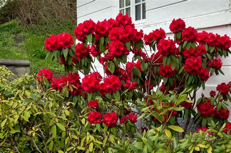 Nova Zembla Rhododendron Shrub (1 Gal) - Vibrant scarlet blossoms cont ...