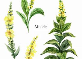 Image result for Mullein Benefits for Lungs