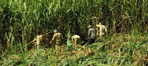 How India’s largest sugar company got hammered by Brazil’s collapsing ...