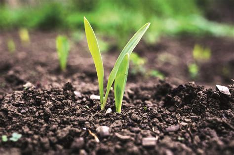 Saving Soil for a Secure Future