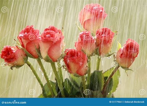 Raindrops and roses stock photo. Image of droplets, flower - 5177964