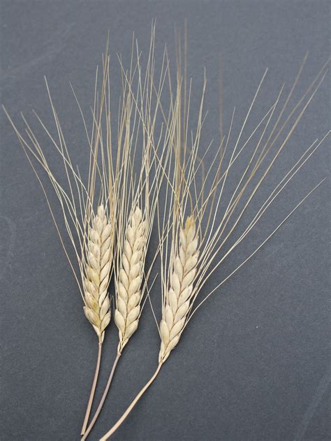 Ancient Grains: Emmer — Research — Department of Plant Science