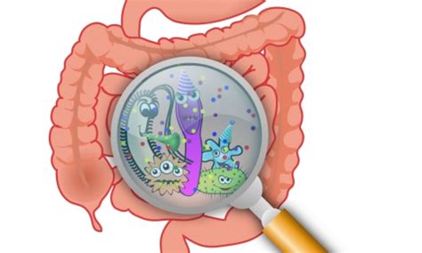 Gut bacteria linked to increased risk of severe malaria, finds study