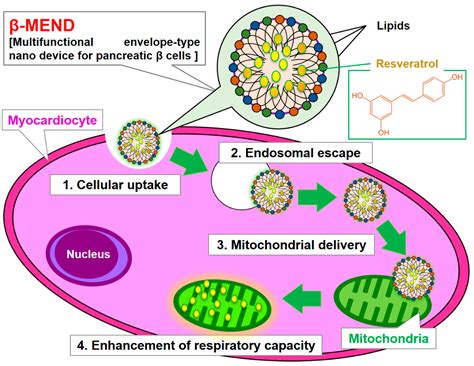 Resveratrol-Encapsulated Mitochondria-Targeting Liposome Enhances ...