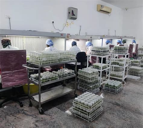 Sri Nandi Biotech - G9 Banana Plants, Yelakki Plants