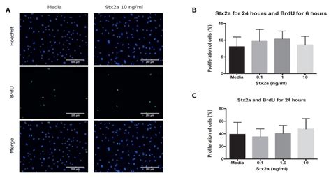 Primary Human Derived Blood Outgrowth Endothelial Cells: An Appropriate ...