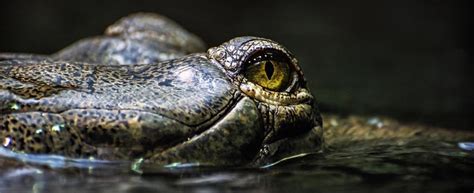 Two gharials spotted in Kosi river in Bihar after half a century