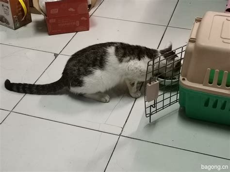 男子领养猫后威胁猫主“不发裸照就杀猫”，案件已移送起诉_七环视频_澎湃新闻-The Paper