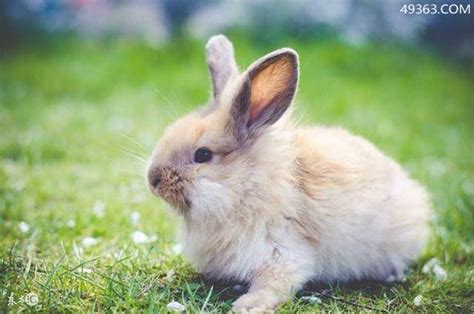 十兔九苦最命苦的兔几月出生（属兔人的劫难） — 未解之谜网