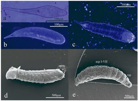 Reproductive Biology and Rearing Improvements of Apanteles opuntiarum ...