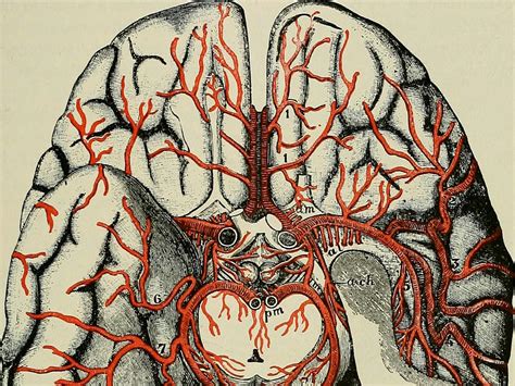 Scientists Point to Potential Treatment for Traumatic Brain Injury ...