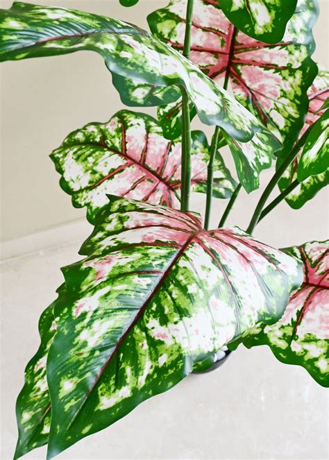 Tropical Caladium Plant - 150 cm with 10 Leaves – Blooming Floret