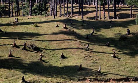 Rajwar residents allege corruption in timber notice issuance