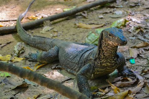 Image result for Monitor Lizard Running Speed