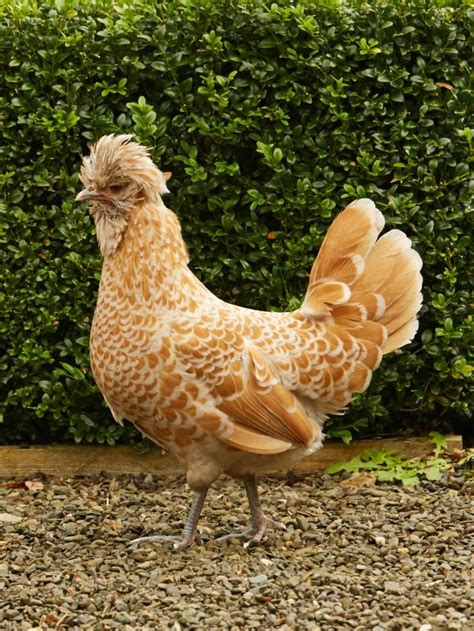 10 Most Expensive Chicken Breeds in the World