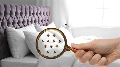 Paris Bed Bug Outrage: How to avoid Bed Bugs While Traveling? | India ...