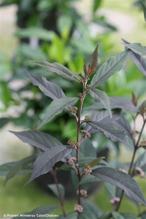 Pearl Glam® - Beautyberry - Callicarpa x | Proven Winners