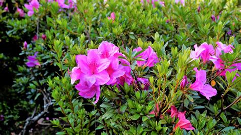 Azalea Name Meaning