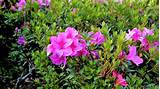 There Are 10,000+ Azalea Varieties Out There - But These Are Our ...