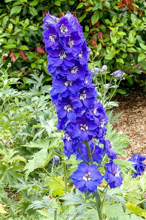 Cottage Garden Perennials 的图像结果