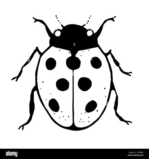 Ladybug Images Black And White 3+ Thousand Lady Bug Outline