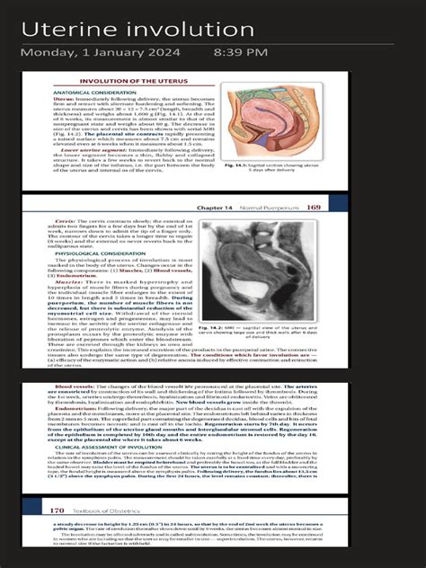 Image result for Uterine Involution