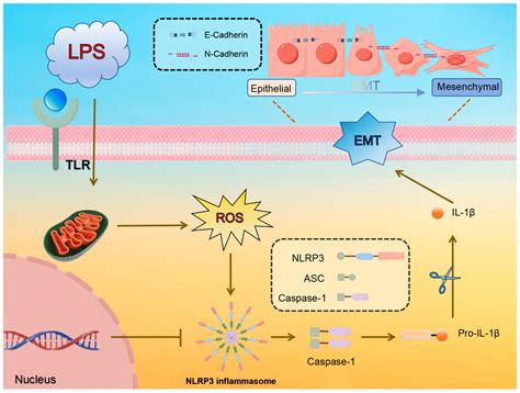 Mechanism of Astragalus Polysaccharide in Alleviating Bovine Mammary ...