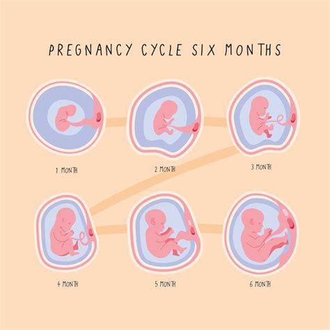 Cycle de développement de l'embryon six | Vecteur Premium